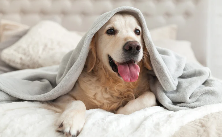 Creating a Pet-Friendly Home: Tips and Ideas