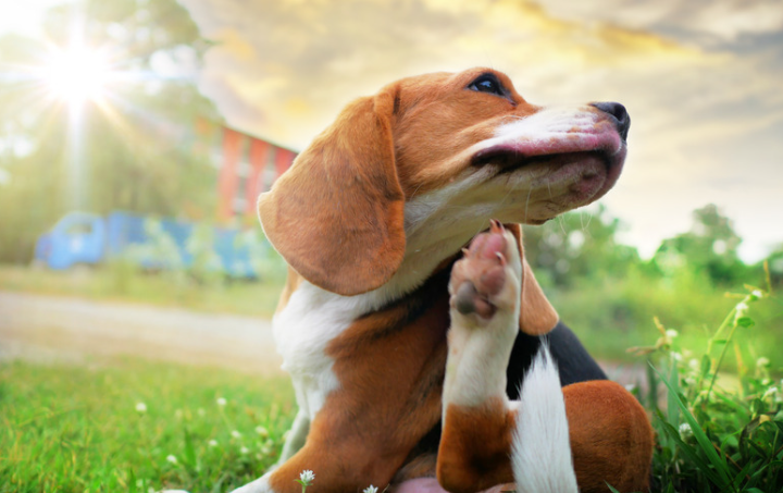 Understanding Your Dog’s Body Language
